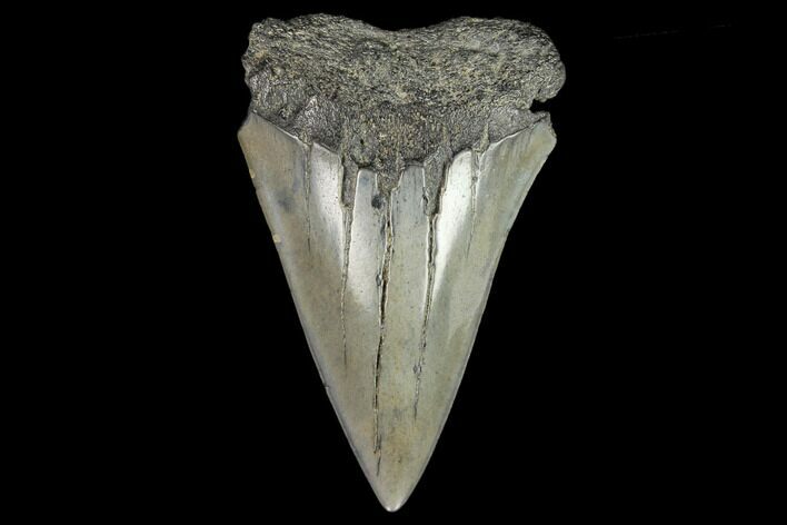 Fossil Mako Shark Tooth - South Carolina #128766